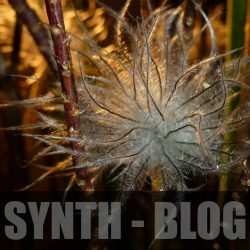 Synth-Blog